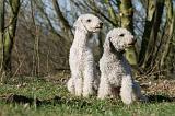 BEDLINGTON TERRIER 212